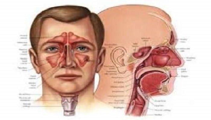 Ear-Nose-Throat-Department.