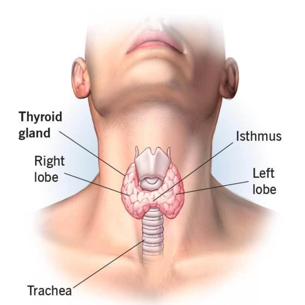 Thyroid